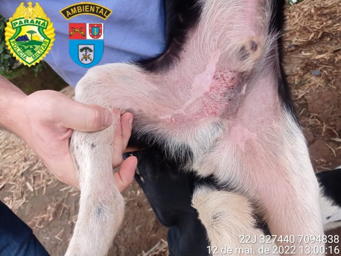 Polícia resgata 25 cães em situação de maus tratos em Pato Branco